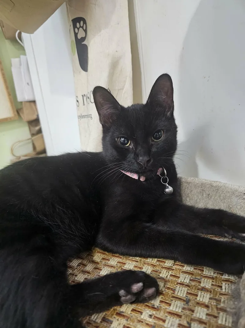 Bluebelle thumbnail 2