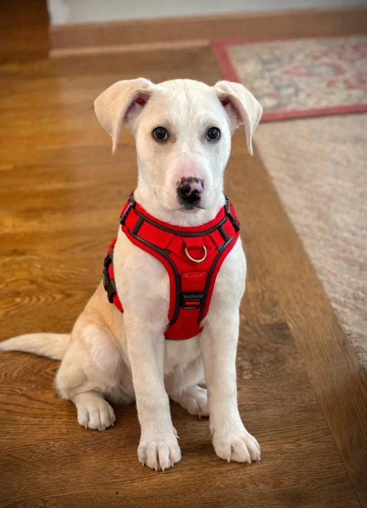 White Pine thumbnail 2