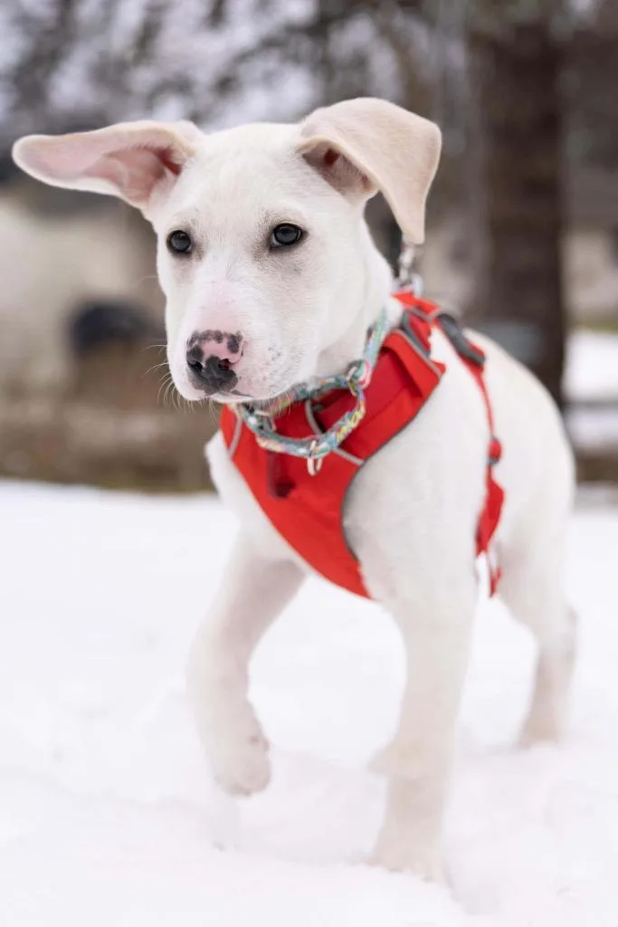 White Pine thumbnail 3