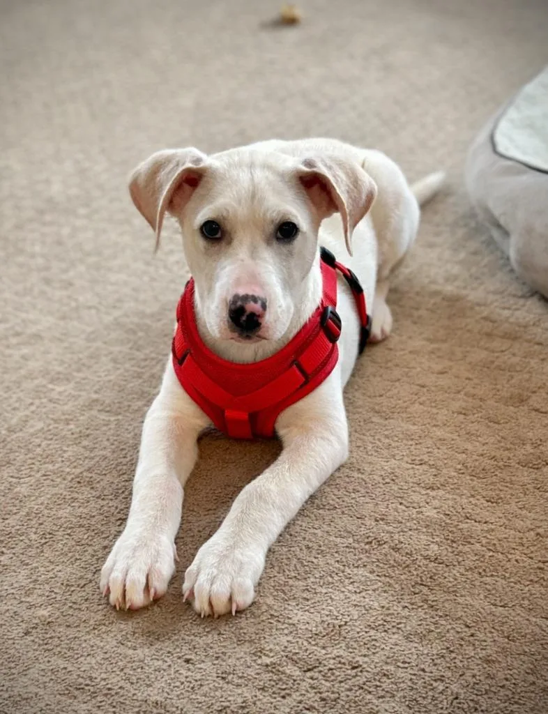 White Pine thumbnail 5