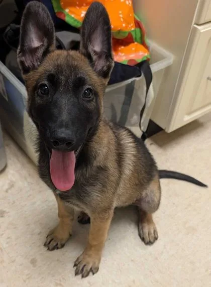 A baby small-sized female Belgian Shepherd / Malinois dog named Ebie for adoption in Burlington, WA
