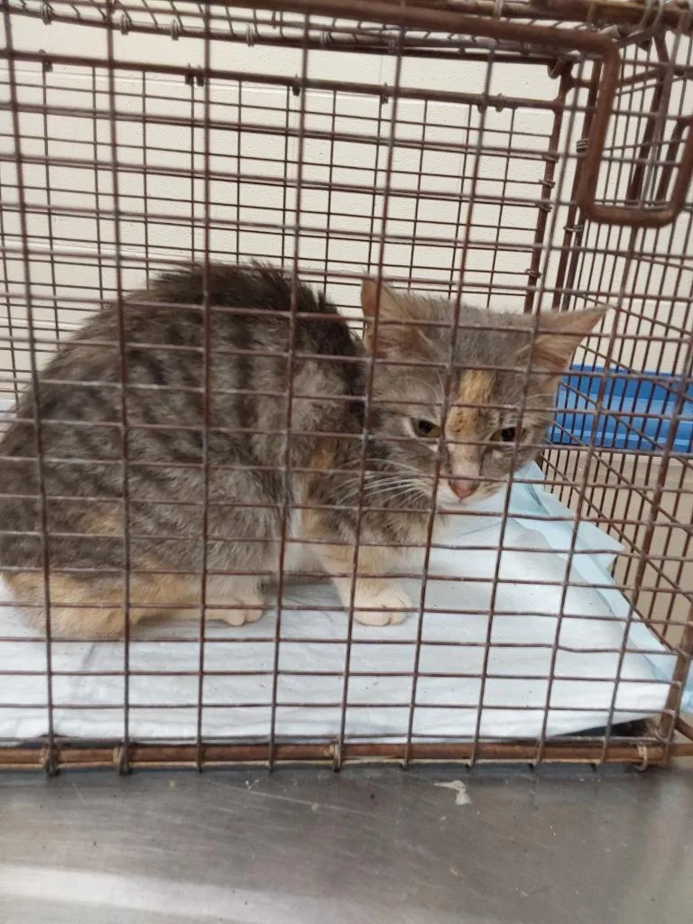 A young small-sized female Domestic Short Hair cat named Cake for adoption in Winder, GA