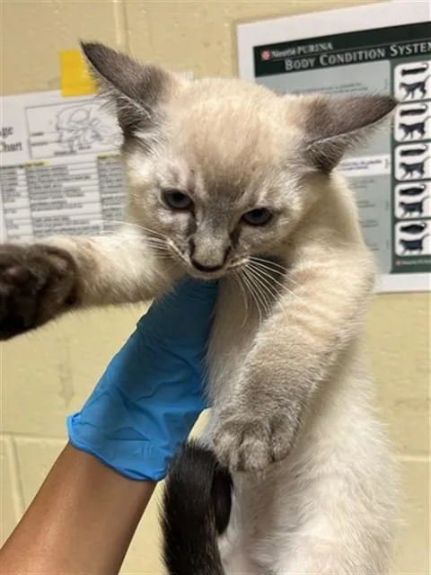 A baby small-sized female Domestic Short Hair cat named Scully for adoption in Sacramento, CA