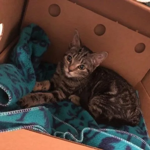 A baby small-sized female Brown / Chocolate Domestic Short Hair cat named Renesmee for adoption in Novelty, OH