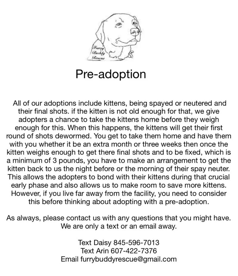 A baby medium-sized female Tabby (Gray / Blue / Silver) Tabby cat named Little Miss Courtwright for adoption in Newark valley, NY