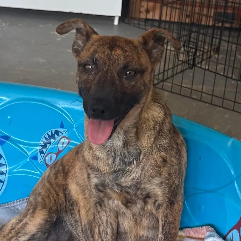 An adult medium-sized female Brindle Hound dog named Jules for adoption in Wake Forest, NC
