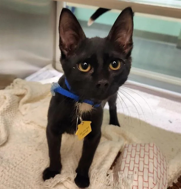 A baby small-sized male Domestic Short Hair cat named Scotch for adoption in St. Louis, MO