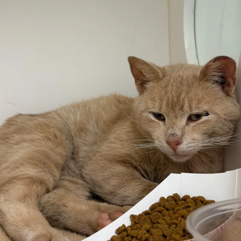 An adult medium-sized male Orange / Red Domestic Short Hair cat named Atlantic for adoption in Philadelphia, PA