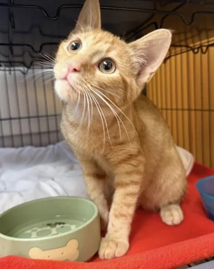 A baby small-sized male Domestic Short Hair cat named FrankNFurter for adoption in New Orleans, LA