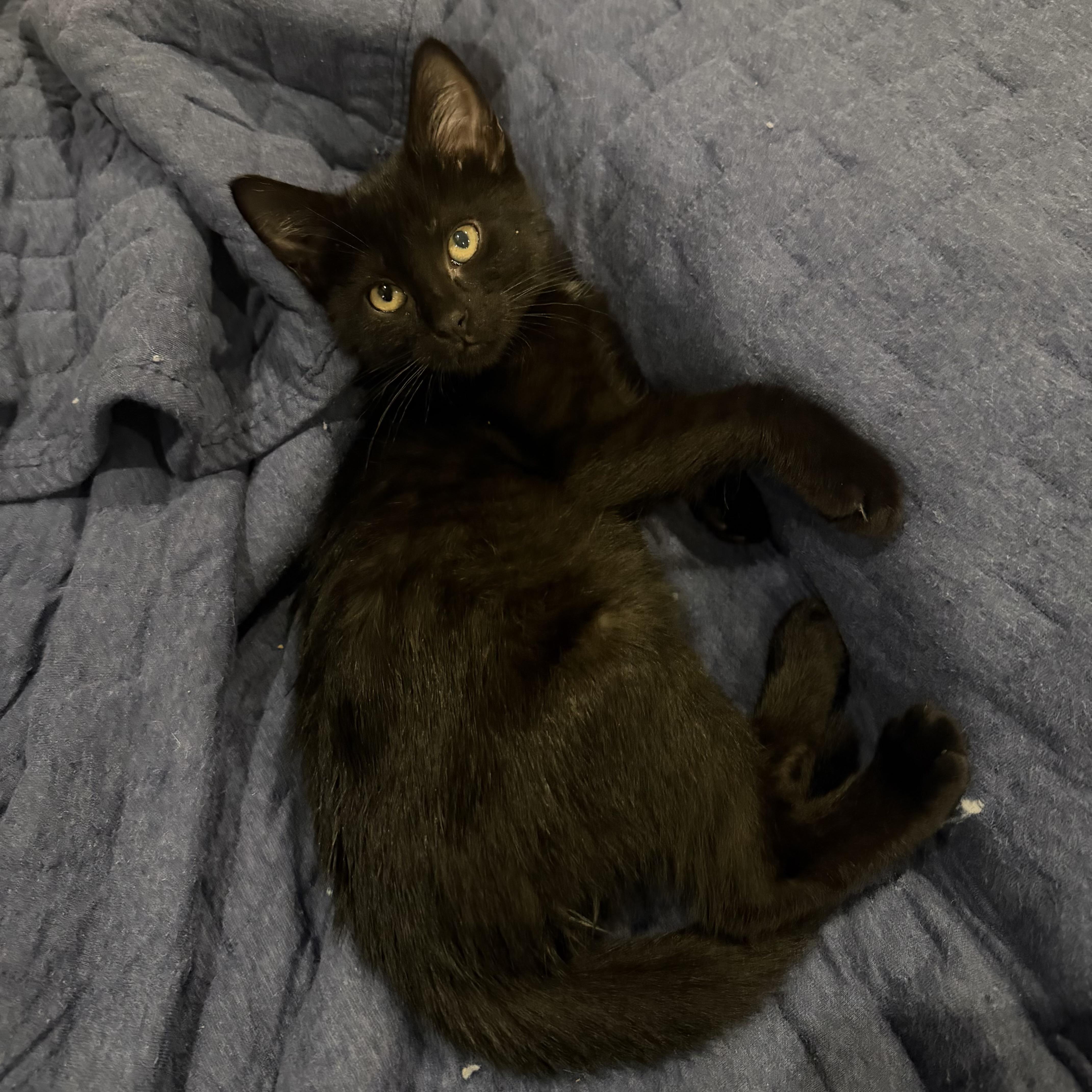 A baby small-sized female Black Domestic Short Hair cat named Zigzag for adoption in Bentonville, AR