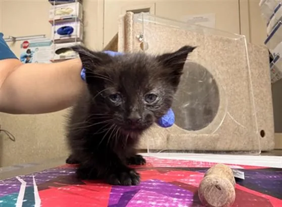 A baby small-sized male Domestic Short Hair cat named Blu for adoption in Riverside, CA