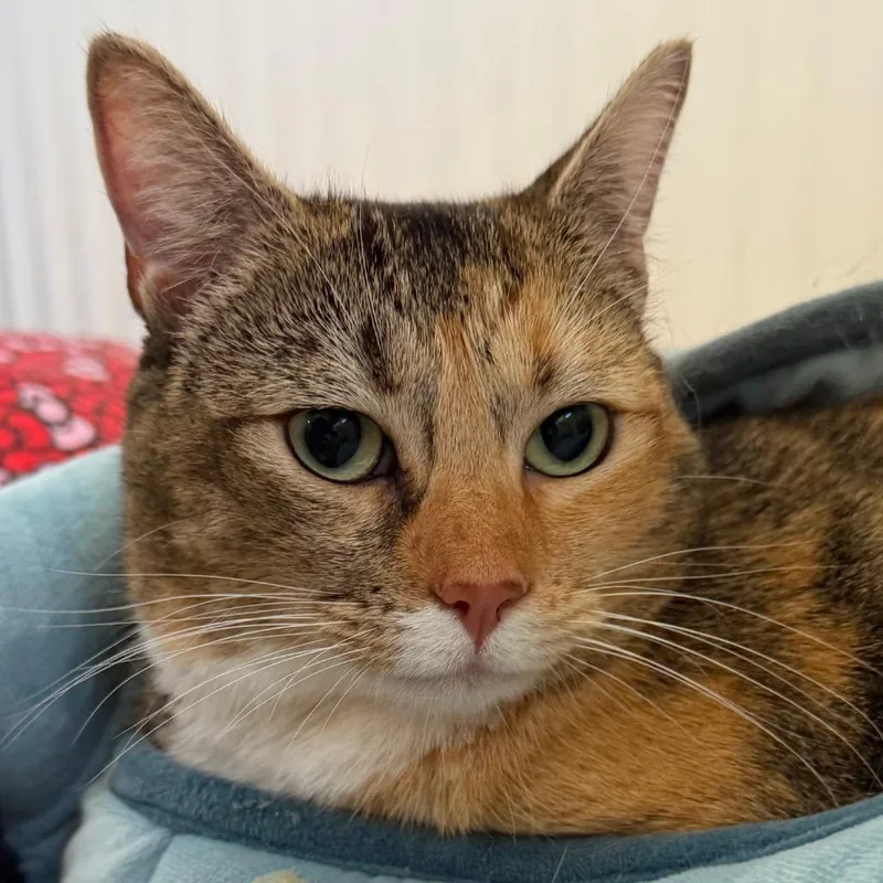An adult extra large-sized female Calico Domestic Medium Hair cat named Lana for adoption in Santa Barbara, CA