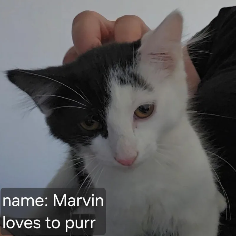 Uncle Marvin