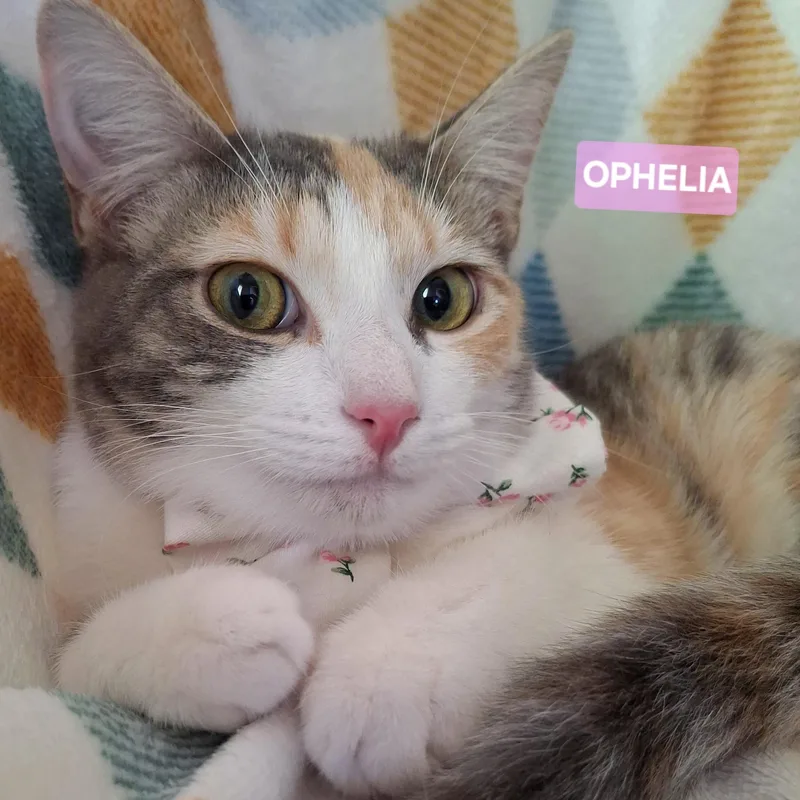 A young small-sized female Dilute Calico Dilute Calico cat named Ophelia for adoption in Fullerton, CA