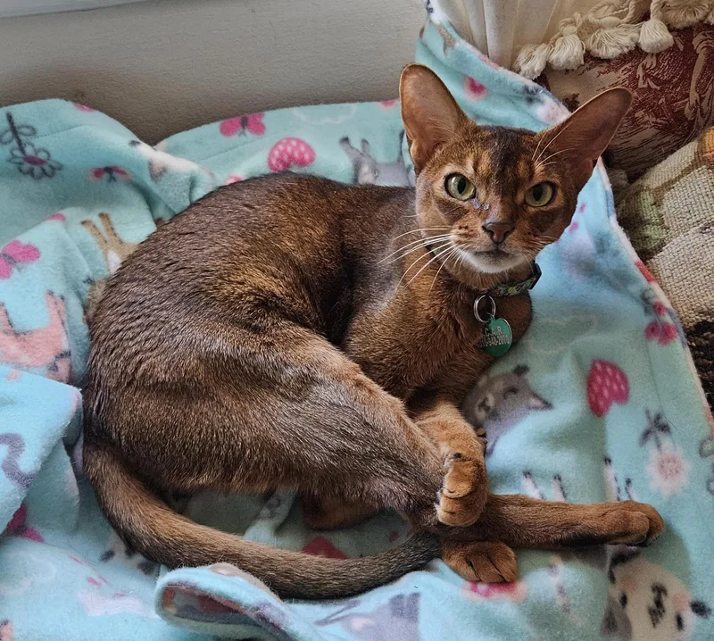 An adult medium-sized female Brown / Chocolate Abyssinian cat named Charlie for adoption in Whittier, CA