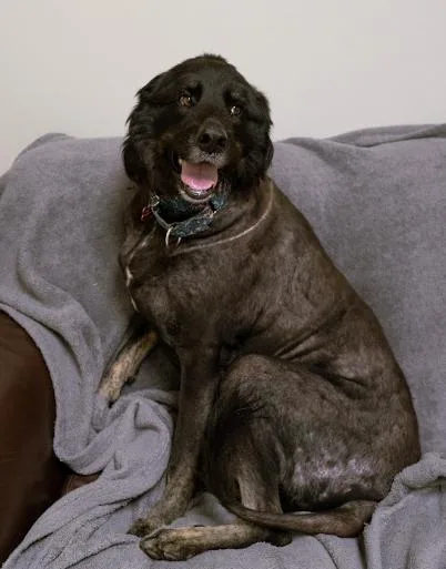An adult extra large-sized male Black Great Pyrenees dog named Bear for adoption in Cincinnati, OH