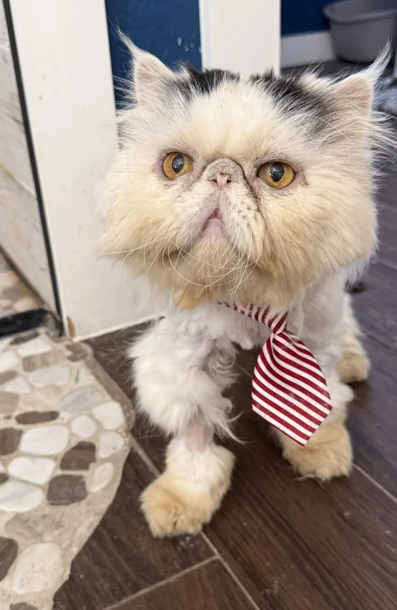 An adult medium-sized male White Persian cat named Bernie for adoption in Kenosha, WI