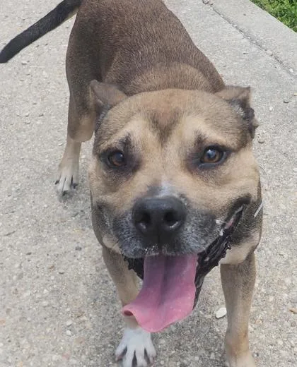 An adult medium-sized male Terrier dog named Prince for adoption in New Orleans, LA