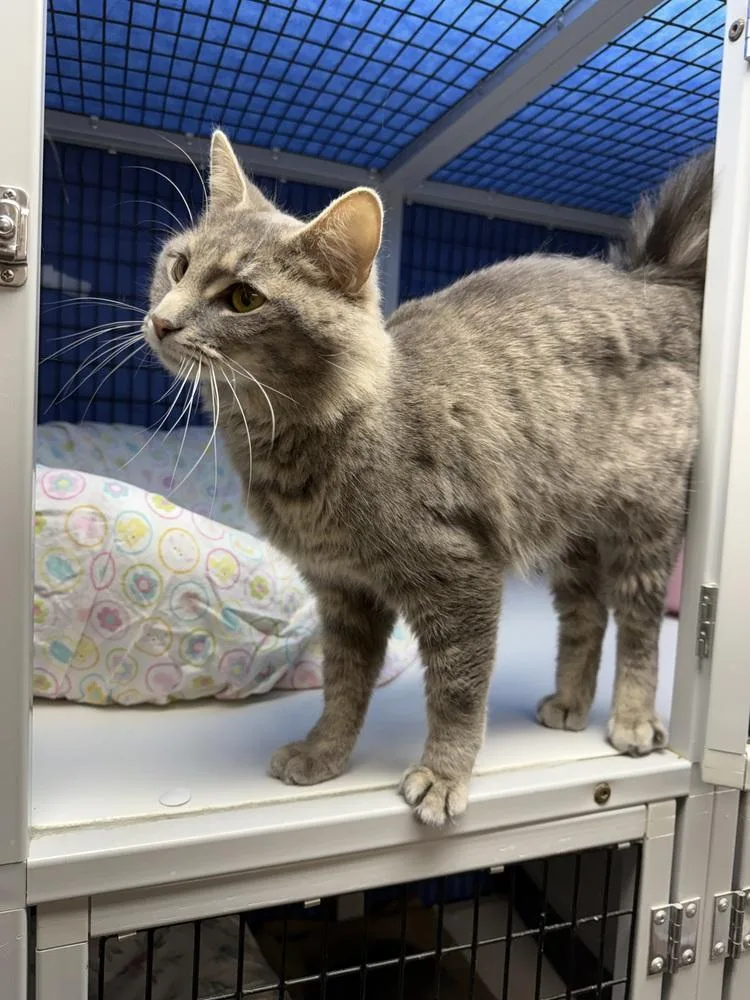 An adult medium-sized female Gray & White Domestic Medium Hair cat named Lorcan for adoption in West Mifflin, PA