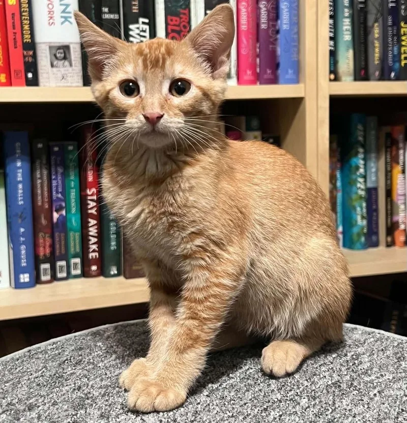 A baby small-sized female Tabby (Orange / Red) Domestic Short Hair cat named Indie for adoption in tucson, AZ