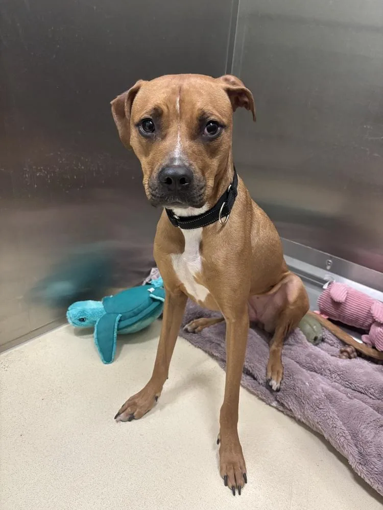 An adult large-sized female Brown / Chocolate Pit Bull Terrier dog named Lina for adoption in Kalamazoo, MI