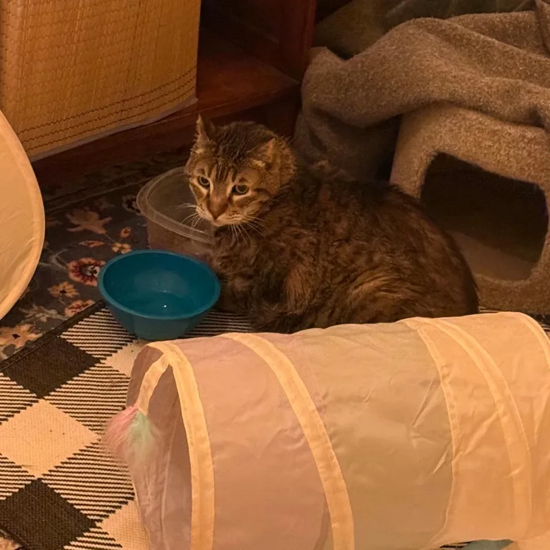 Herriman thumbnail 2