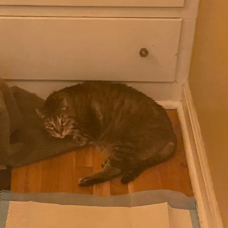 Herriman thumbnail 3