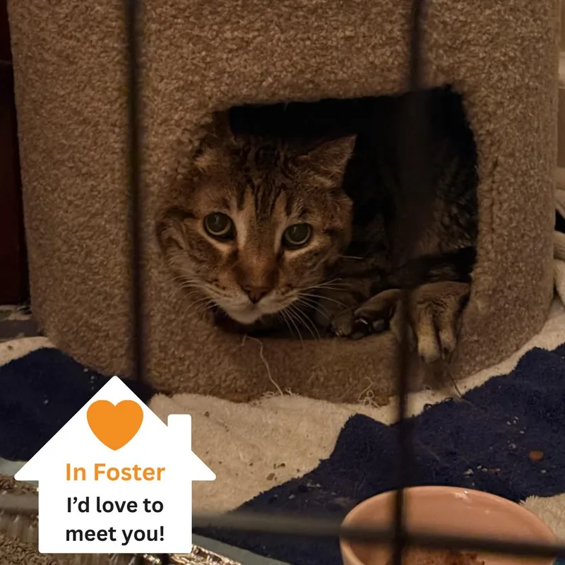 Herriman thumbnail 4