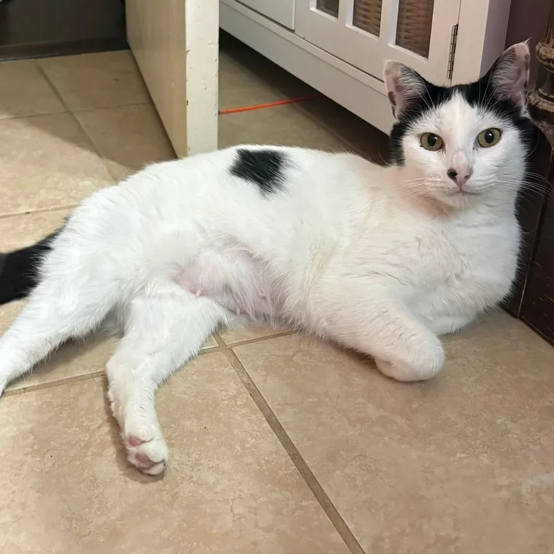 An adult medium-sized female Black & White / Tuxedo Domestic Short Hair cat named Momma Cow for adoption in Baytown, TX