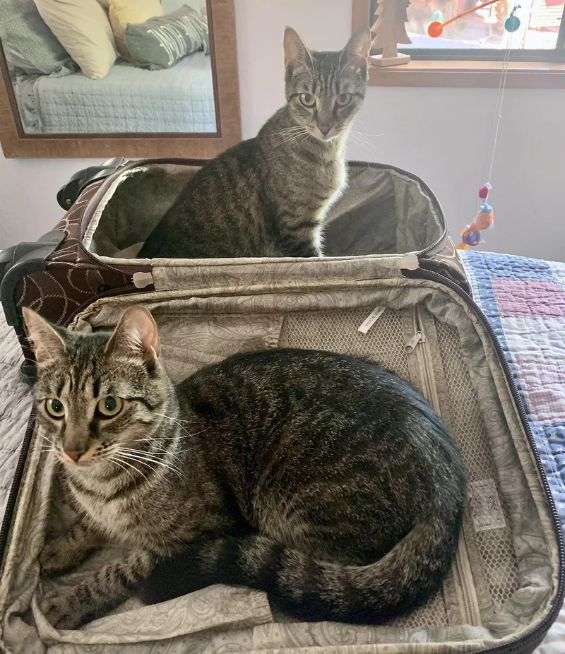 An adult medium-sized female Domestic Short Hair cat named Sissy & Sassy for adoption in Sonora, CA