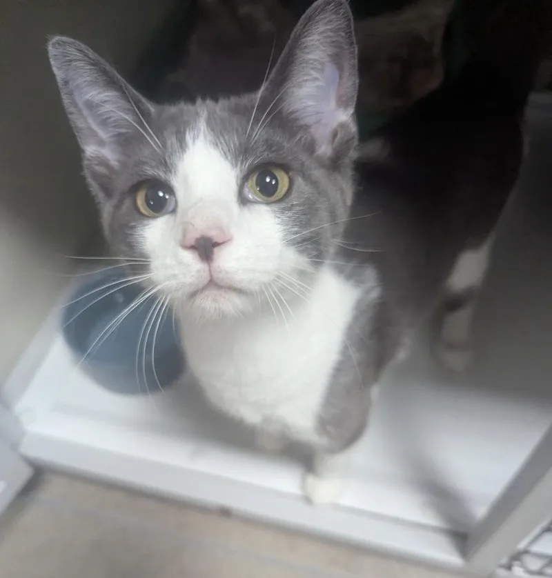 A young small-sized male Gray & White Domestic Short Hair cat named Three for adoption in Fort Madison, IA