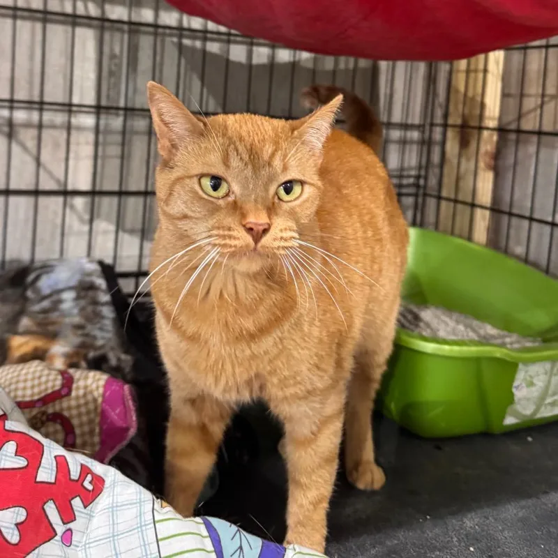 An adult small-sized female Orange / Red Domestic Short Hair cat named Sunny for adoption in Mondovi, WI