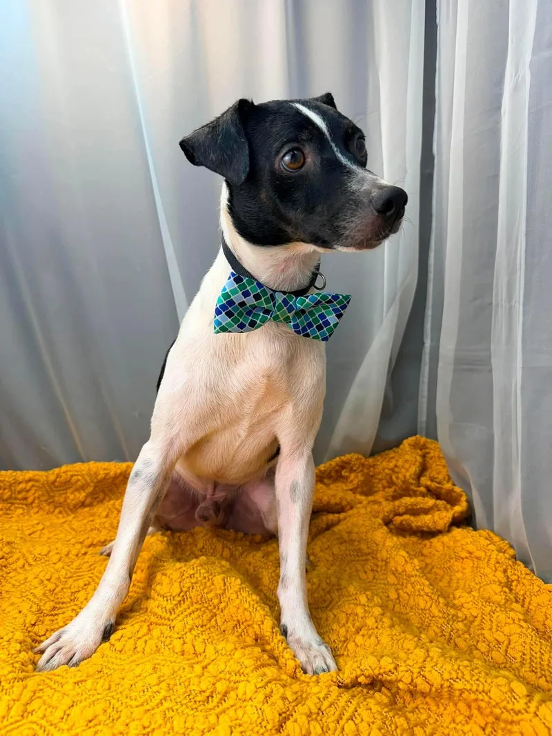 An adult small-sized male Black Jack Russell Terrier dog named Derek for adoption in Foley, AL