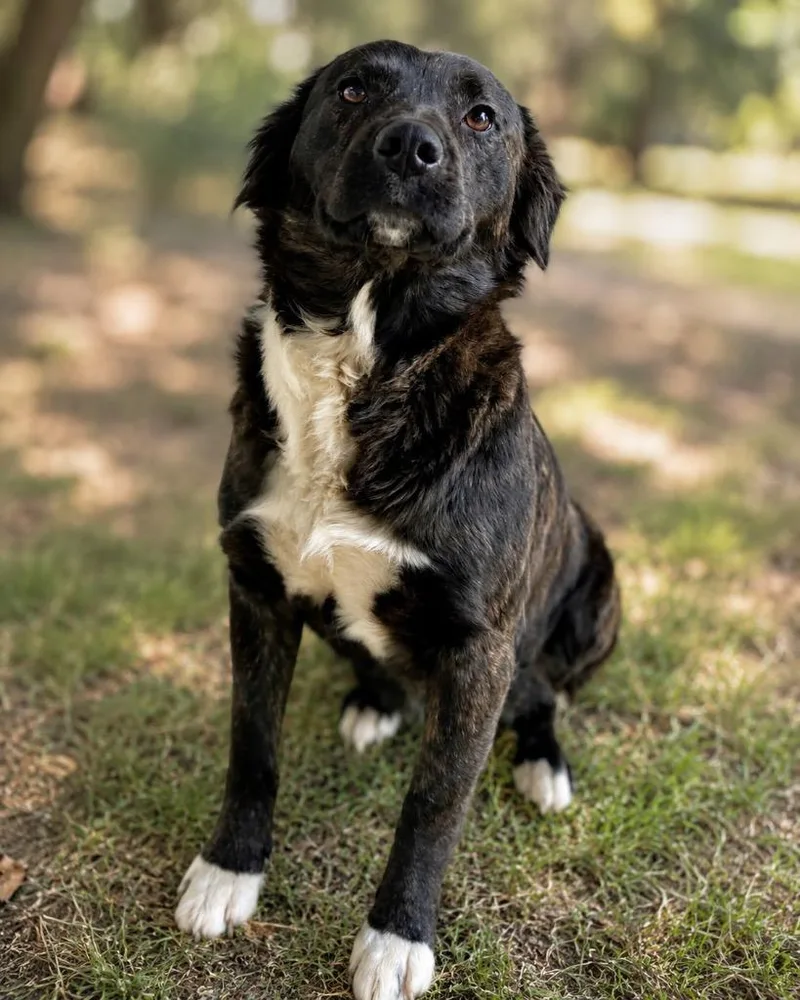 A young medium-sized female Labrador Retriever dog named Dory for adoption in North Syracuse, NY