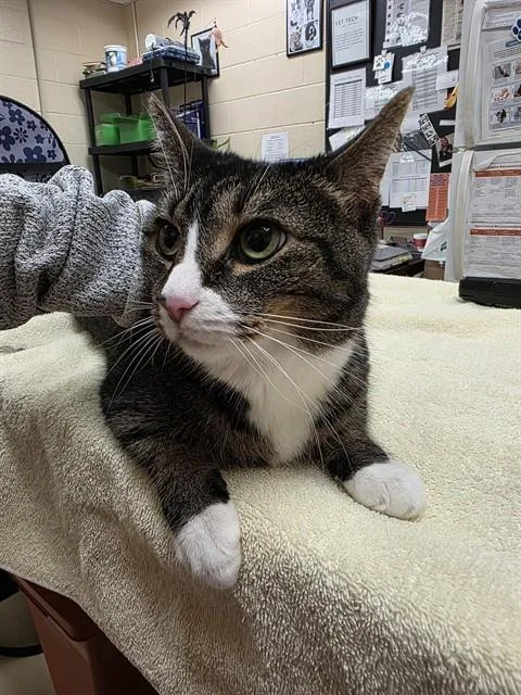 An adult medium-sized female Domestic Short Hair cat named Angel for adoption in Aliquippa, PA