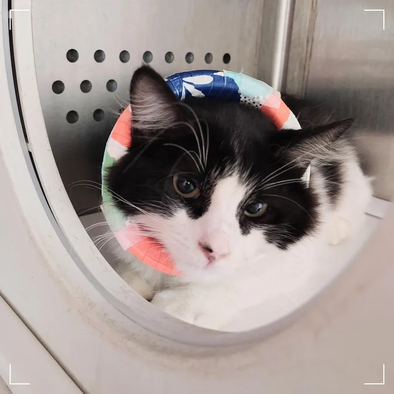 A baby small-sized male Domestic Long Hair cat named Rhys for adoption in Dearborn, MI