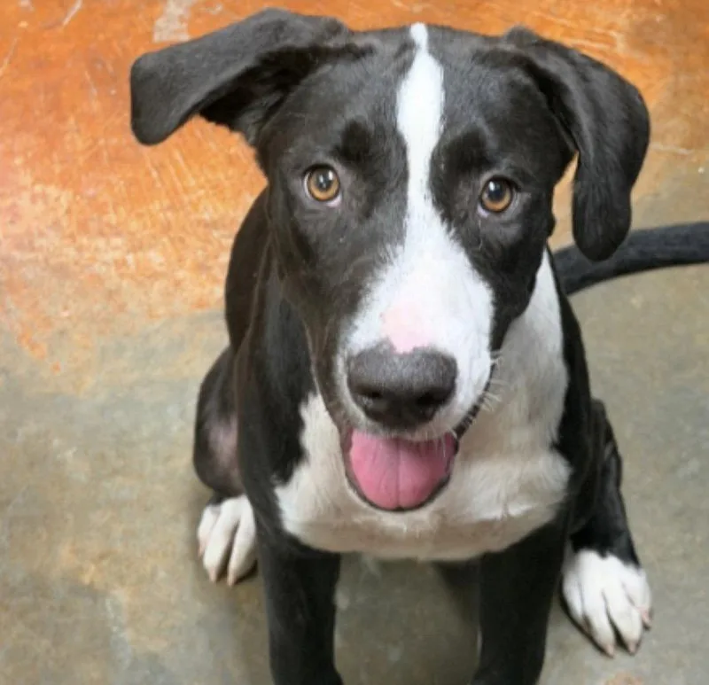 A young large-sized male Hound dog named Tucker Louisiana for adoption in Rockaway, NJ