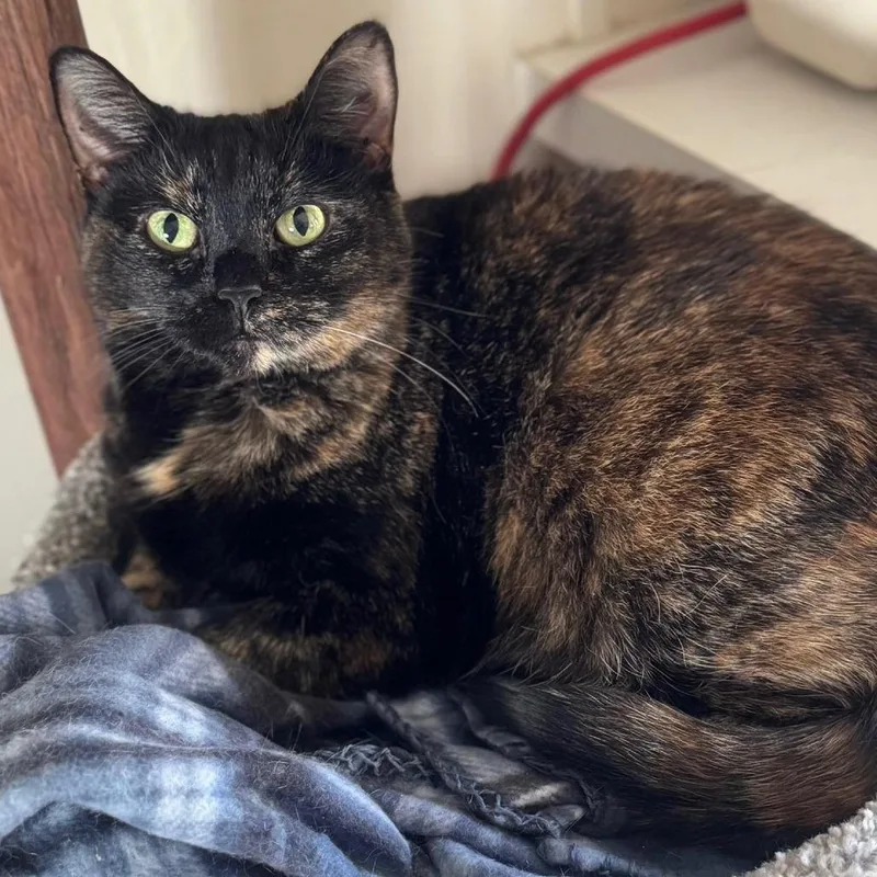 A senior small-sized female Tortoiseshell Domestic Short Hair cat named Rosalie for adoption in Goshen, IN