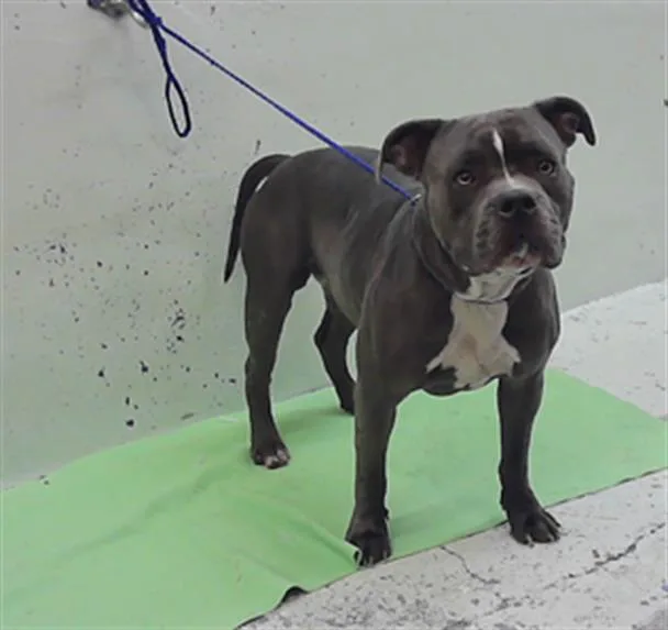 A young large-sized male American Staffordshire Terrier dog named Vader for adoption in Houston, TX
