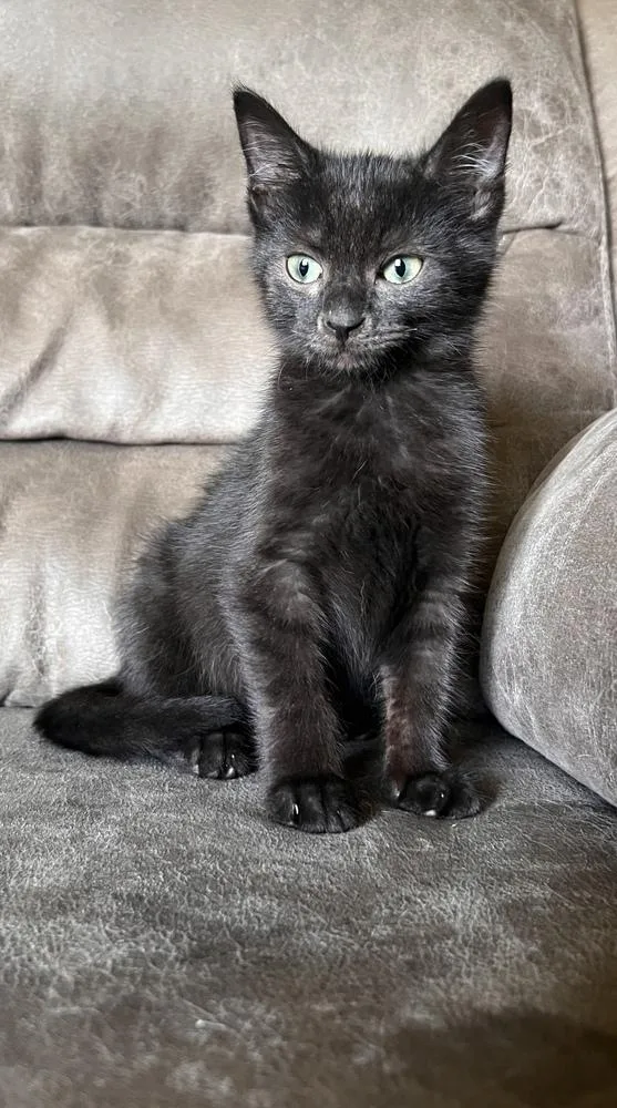 A baby small-sized male Black Domestic Short Hair cat named Junior for adoption in Rochester, IN
