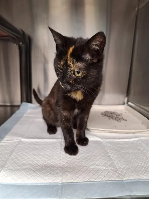 A young small-sized female Domestic Short Hair cat named Natalie for adoption in Westminster, MD