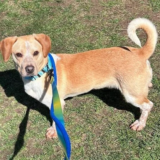 A young medium-sized male Yellow / Tan / Blond / Fawn Mixed Breed dog named Torpedo for adoption in Wantagh, NY