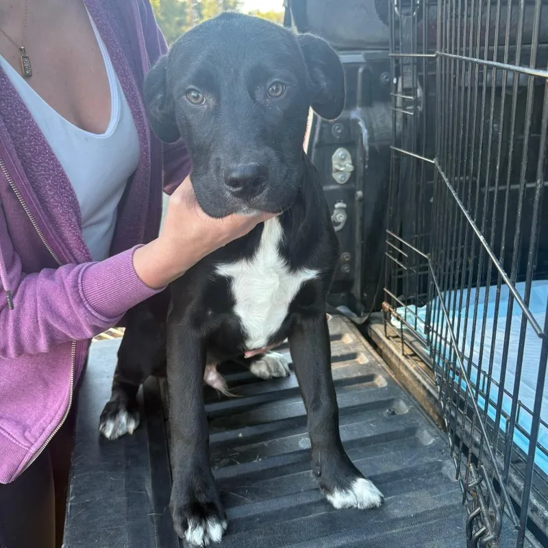 A baby large-sized male Black Cattle Dog dog named Tux for adoption in Reno, NV