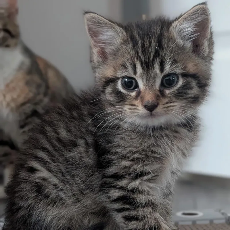 A baby small-sized male Black Domestic Medium Hair cat named Prince Of Summerhall for adoption in Fredericksburg, VA