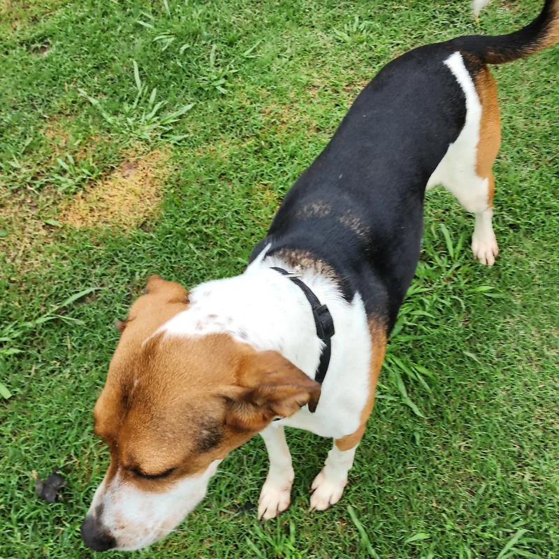 Curly Sue Jones thumbnail 4