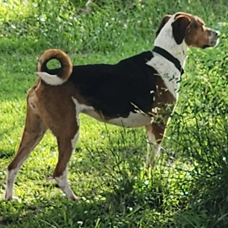 Curly Sue Jones thumbnail 5