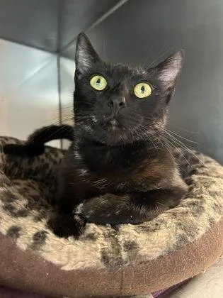 A young medium-sized female Tortoiseshell Domestic Short Hair cat named Shelley for adoption in Bellingham, WA