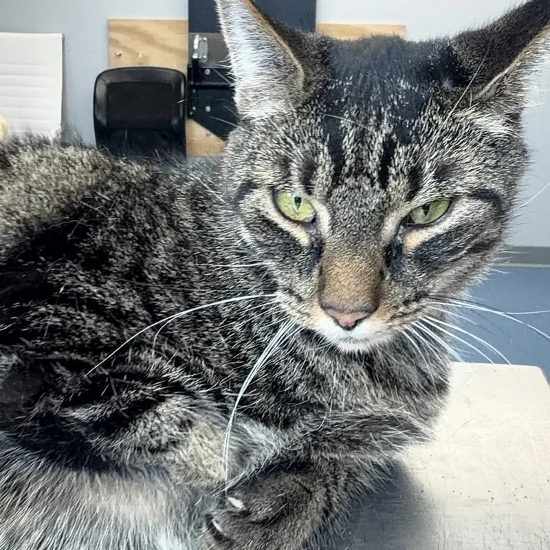 A senior large-sized male Black Domestic Short Hair cat named Stealth for adoption in Watertown, NY