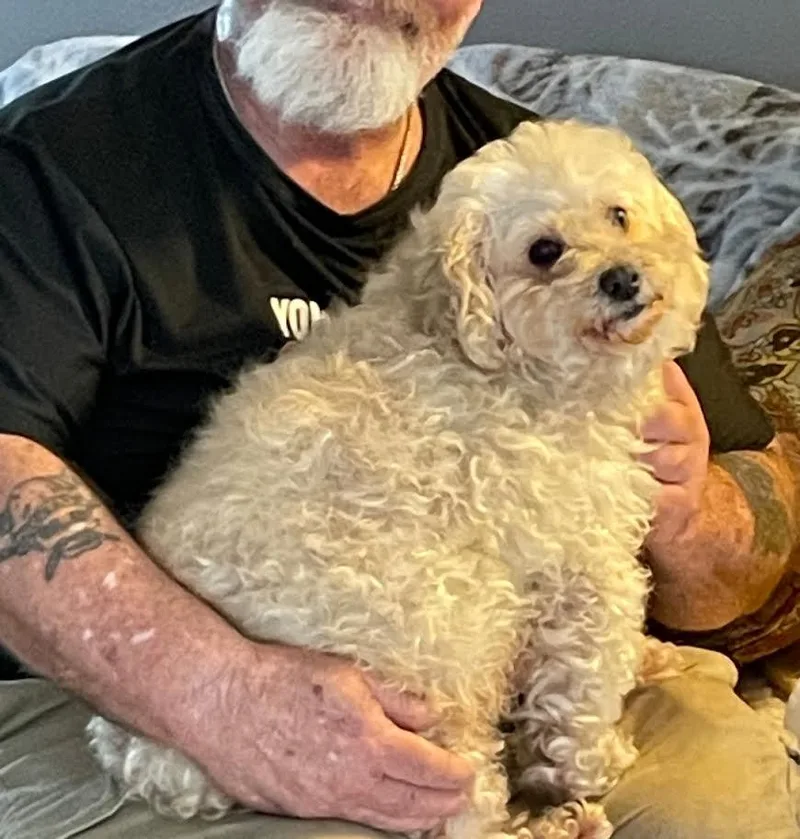 An adult small-sized female White / Cream Cockapoo dog named Molly for adoption in CORPUS CHRISTI, TX