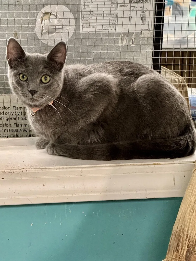 A baby medium-sized male Domestic Short Hair cat named Flint for adoption in Scottsburg, IN